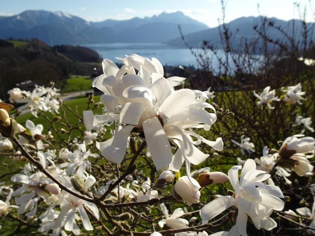 Biohof Schwanser Steinbach am Attersee Buitenkant foto