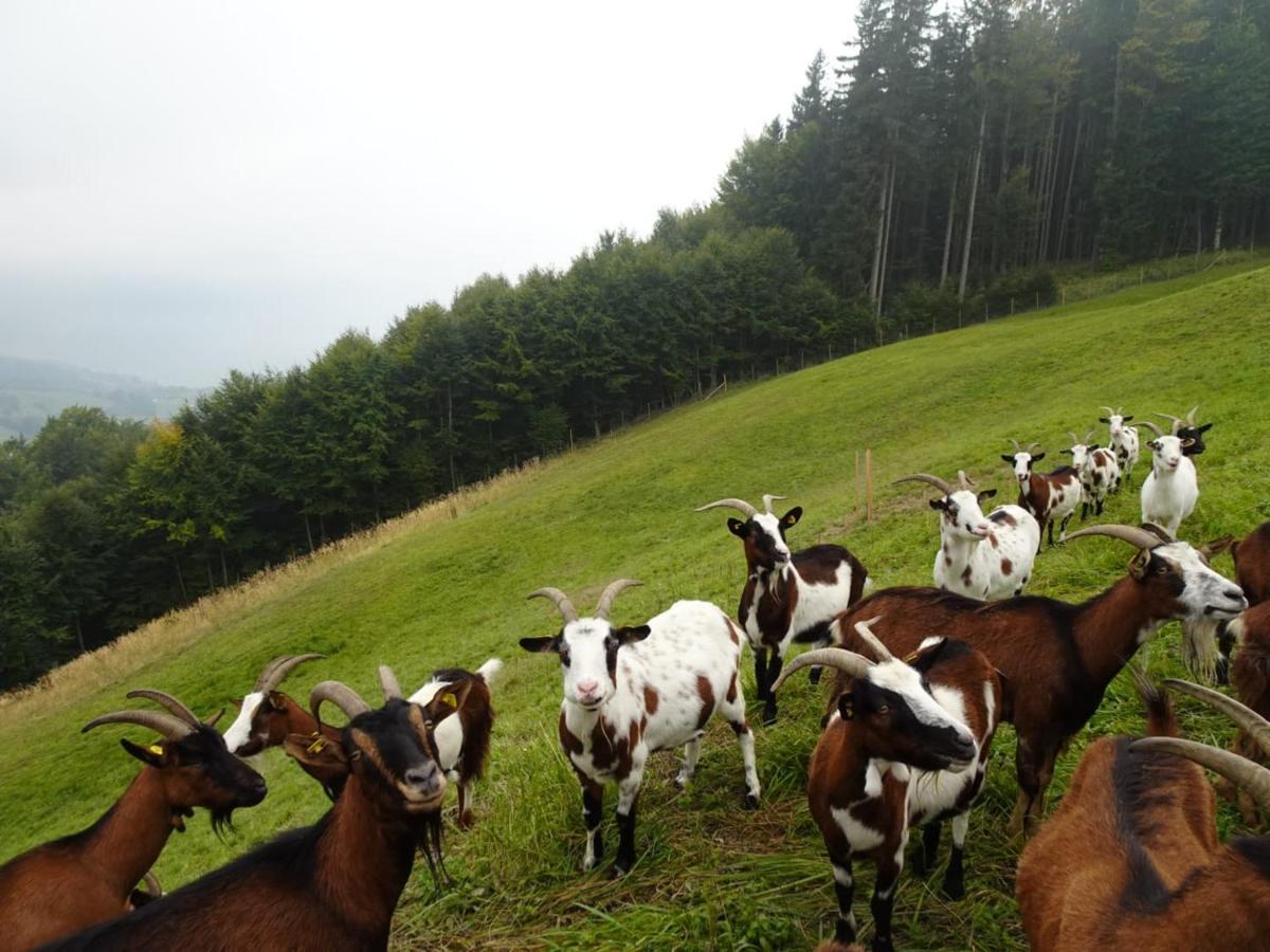 Biohof Schwanser Steinbach am Attersee Buitenkant foto