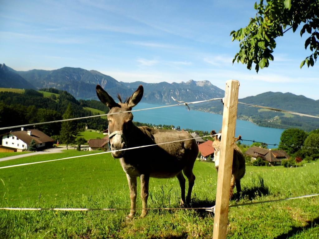 Biohof Schwanser Steinbach am Attersee Buitenkant foto