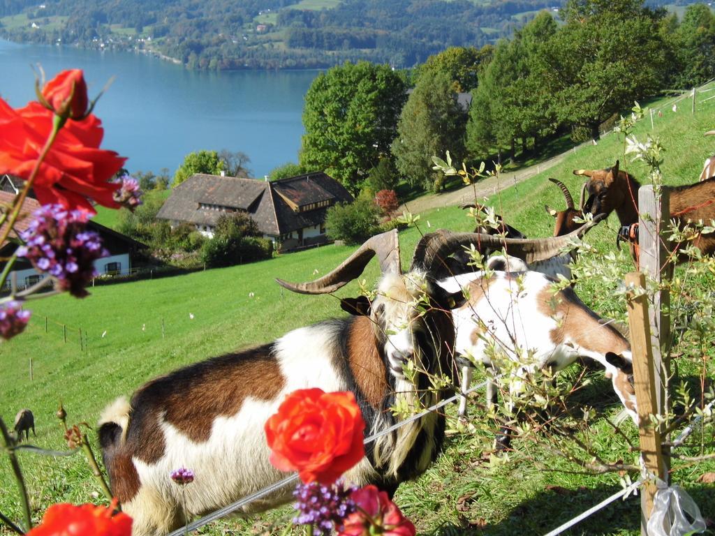 Biohof Schwanser Steinbach am Attersee Buitenkant foto