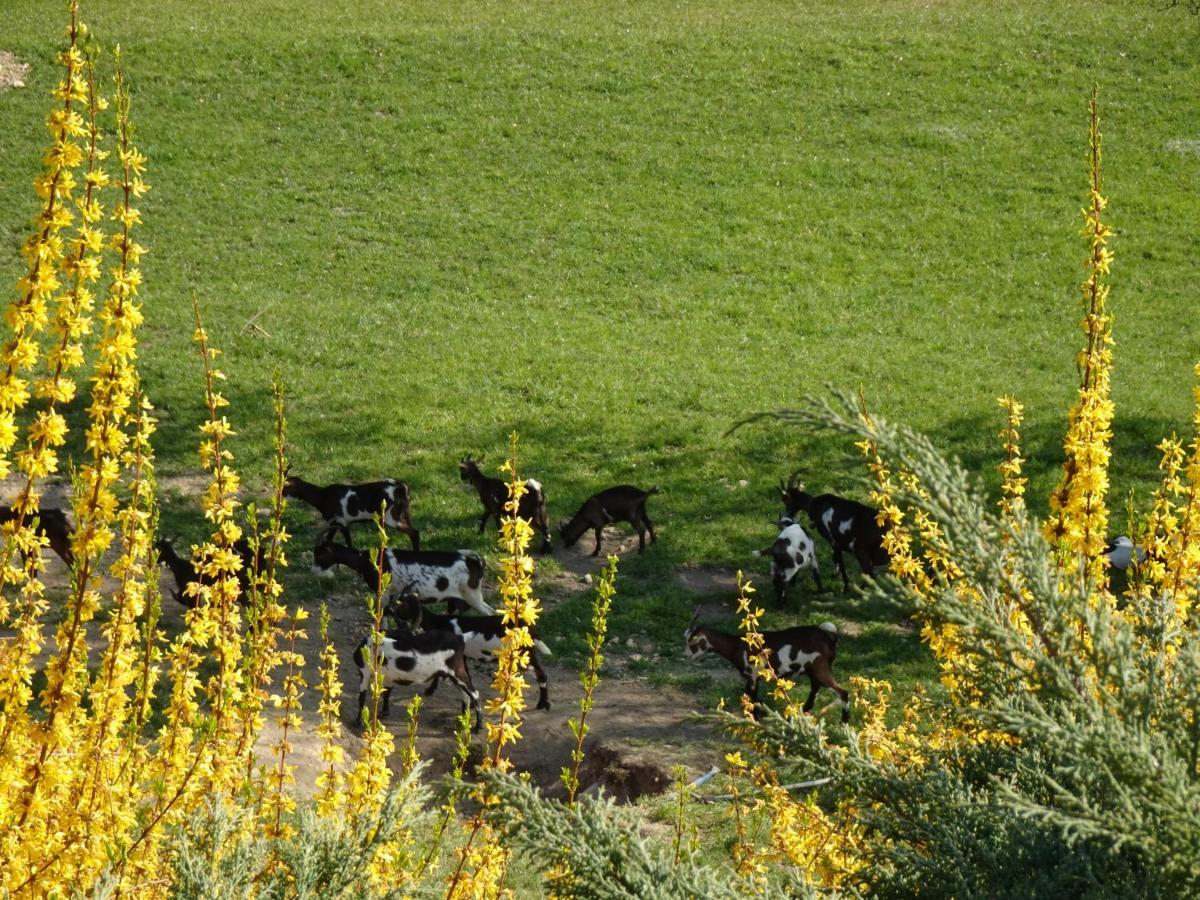 Biohof Schwanser Steinbach am Attersee Buitenkant foto