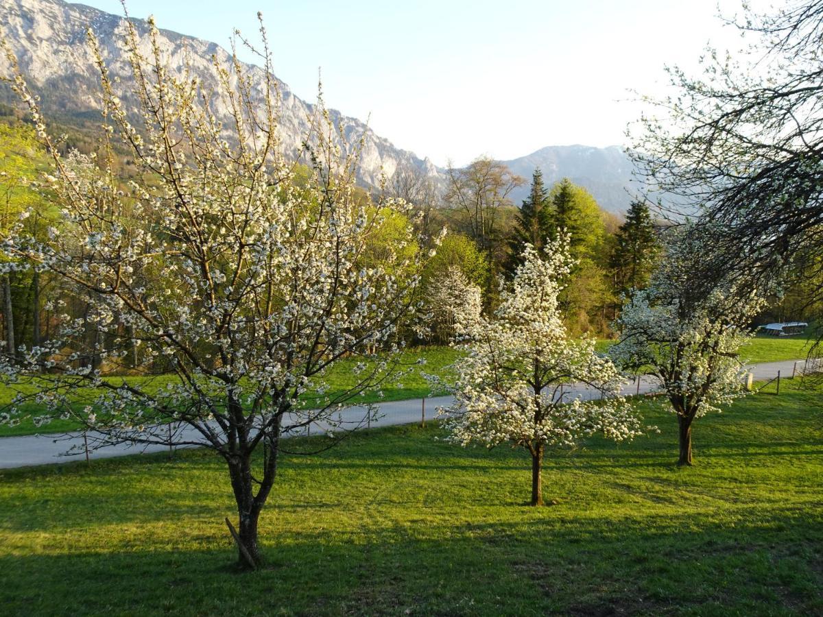 Biohof Schwanser Steinbach am Attersee Buitenkant foto